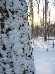 An image of Baker Woodlot during the winter.